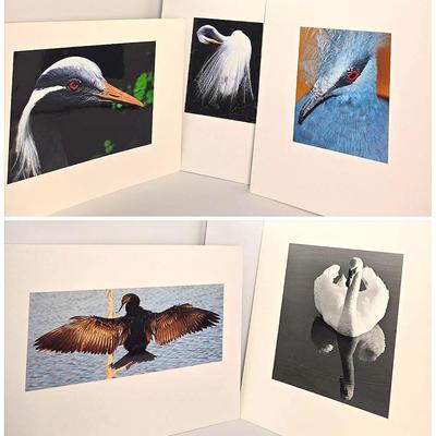 Chuck Bress Bird Photographs: Color & Black & White, Matted 16x20” Lot 2