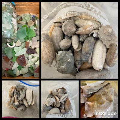 Collection Of Sea Shells & Sea Glass