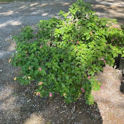 2 Lantana Plants