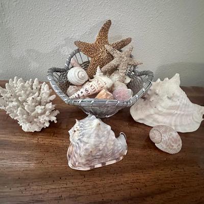 Sea Shells