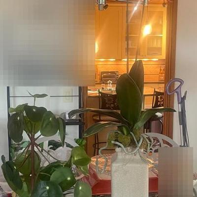 Fake Pilea peperomioides, Fake Tall Red Orchid And 776 Even Stupider Things Ever Said