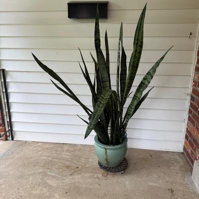 Potted Snake Plant