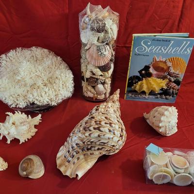 Shells & Coral 