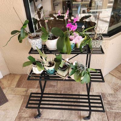 9 Potted Orchids on Tiered Rolling Plant Stand - 36x26x27"