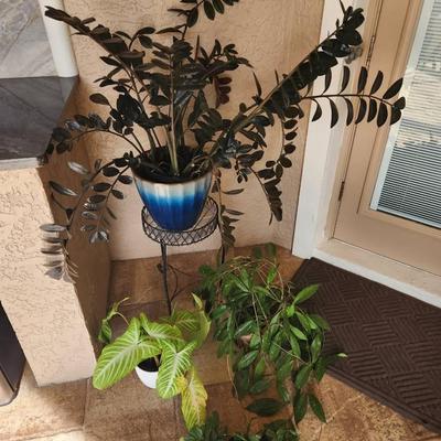 4pc Potted Plants - Raven ZZ, Calladium, Hoya, Christmas Cactus