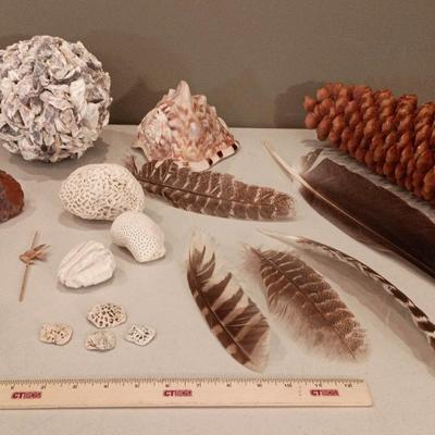 Nature Decor - Sequoia Pine Cone, Oyster Shell Ball, Petrified Wood, Coral, Fossils++