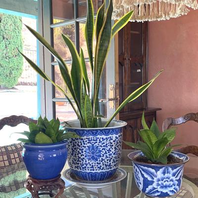 Chinoiserie Blue and White Planters Mix- with Plants- Fishbowl planter, Blue with Wood Stand