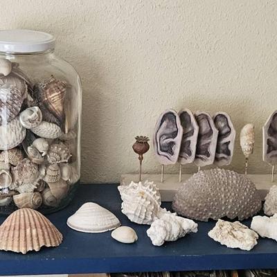Under The Sea Large Seashell & Coral Collection with Jar Display