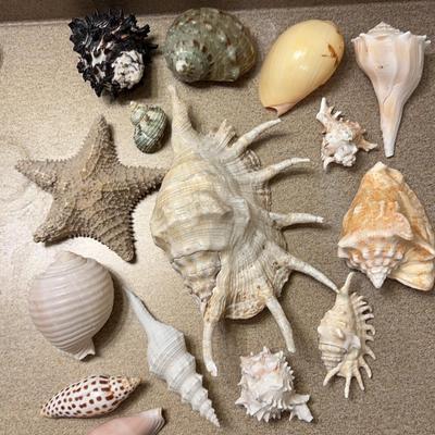 Sea Shells for Any Occasion - Cute Collection!