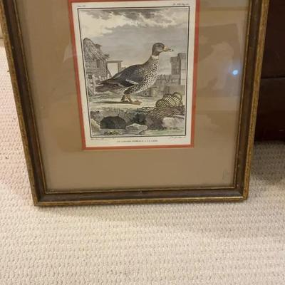 Vintage Framed Duck Print circa 1790