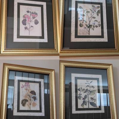Botanical Art Collection - Beautifully Framed And Matted 