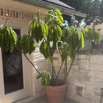 7 Foot Tall, Plumeria Tree Terra-Cotta Colored Foam Pot