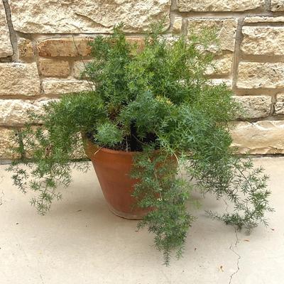 Asparagus Fern In Terra Cotta Pot