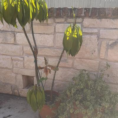 Lot of two plants in terra-cotta Colored Pots 
