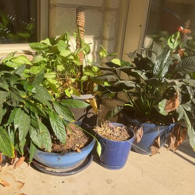 Beautiful Lot Of Five Blue Planters With Assorted Plants