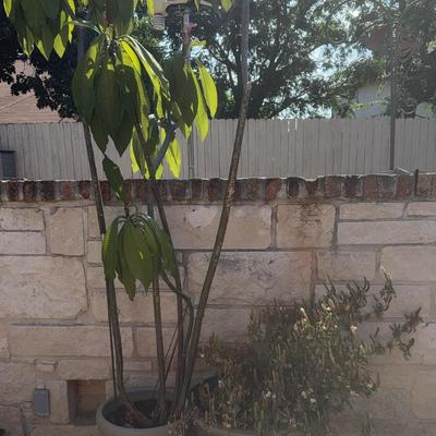 Lot Of Two Large Plants In Lightweight Foam Planters Plus Metal Drip Tray