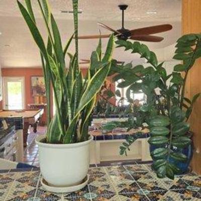 #7912 • (2) Living Plants in Pots
