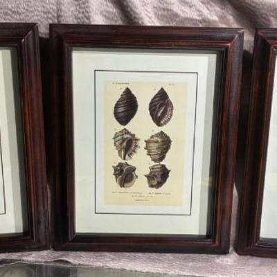 Seashell scientific illustration prints
