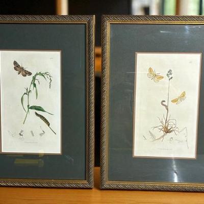 Pair of 19thc butterfly bookplate engravings published by j curtis