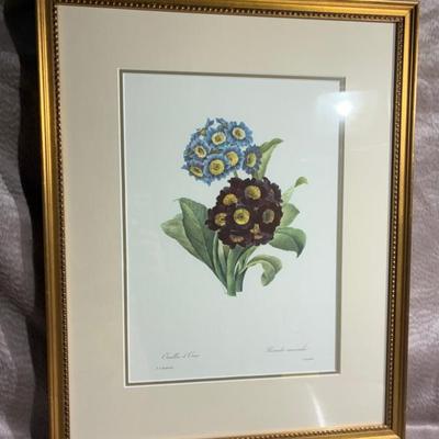 Reproduction botanical illustration print