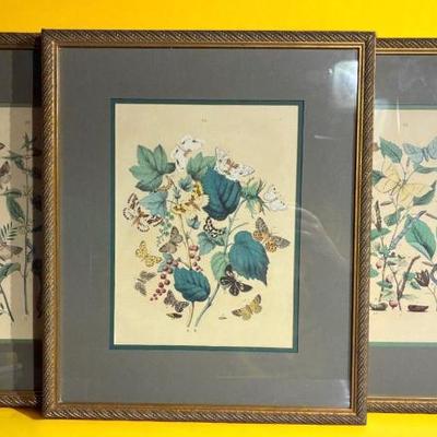 19th century bookplate engravings from european butterflies and moths”