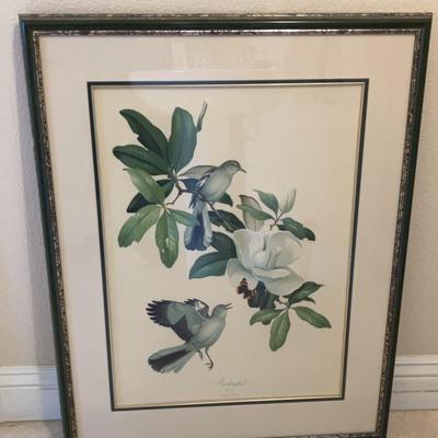 “Mockingbird” No.11 By Roger Tory Peterson - Framed