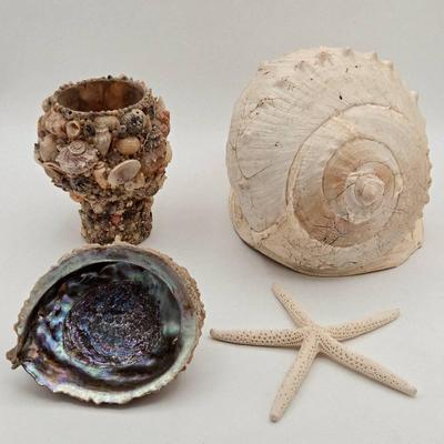 Seashell Lot