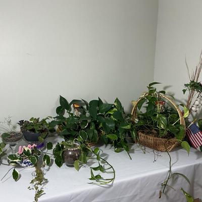 Plants