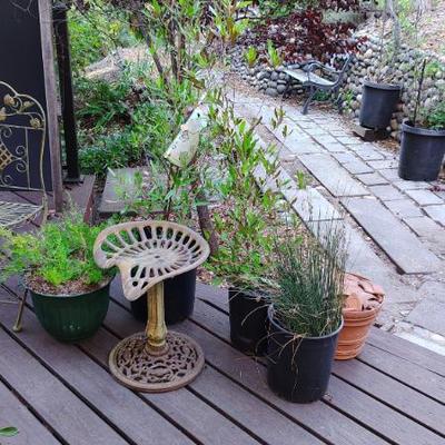 garden and plants