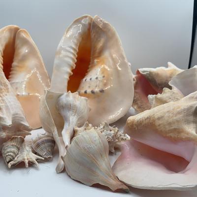 BE390 Seashell Still Life
