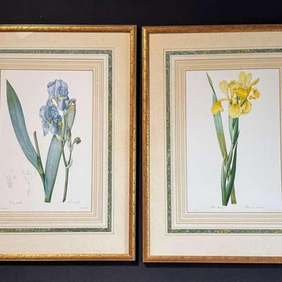 Two Large Iris Prints