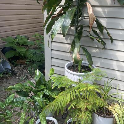 Ceramic Planters With Plants & Metal Plant Stands