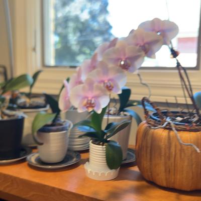 Orchid Plants