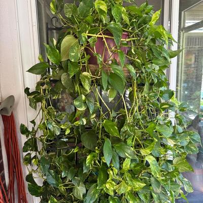 Golden Pothos Plant And Wrought Iron Shelf