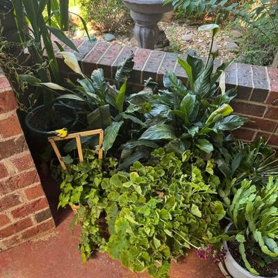 Various House Plants