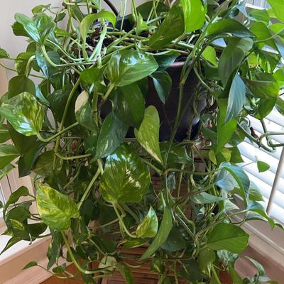 Golden Pothos, Large Plant And Stand