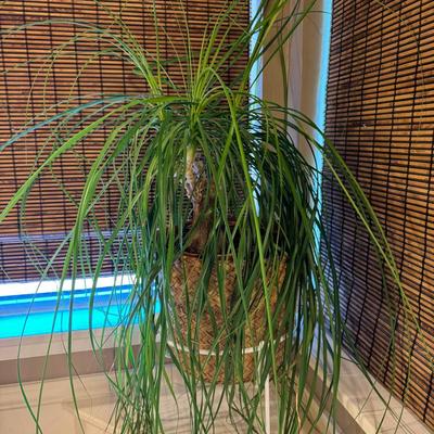Ponytail Palm Houseplant – Potted Indoor Plant