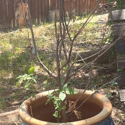 BE848 Large Glazed Ceramic Planter Pot