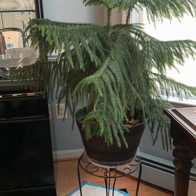 Norfolk Island Pine