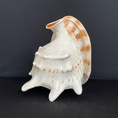 Large Conch Shell 