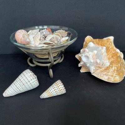 Natural Conch and Cone Shells