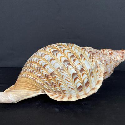 Large Triton Trumpet Shell