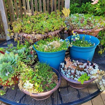 Potted Plants