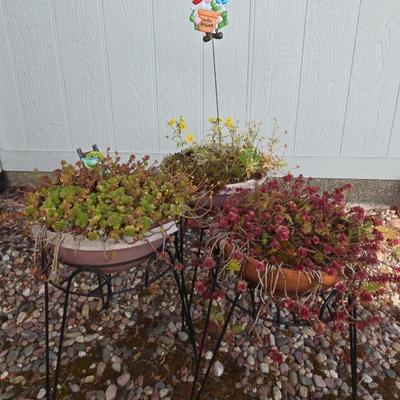 Miscellaneous Little Plants, Pots And Stands