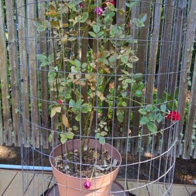 Rose Bush