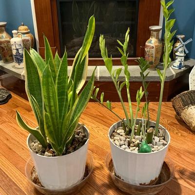 Two Live Plants - Snake & ZZ 