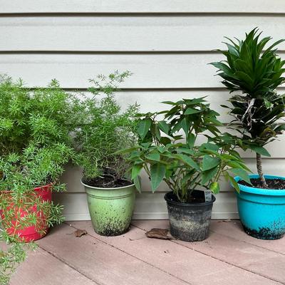 Four Small Plants 