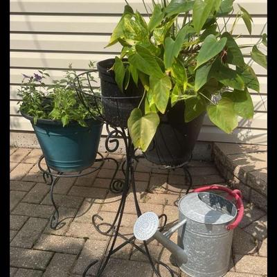 Sale Photo Thumbnail #50: Plants in Planters