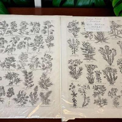 1756 etchings hill's british herbal"