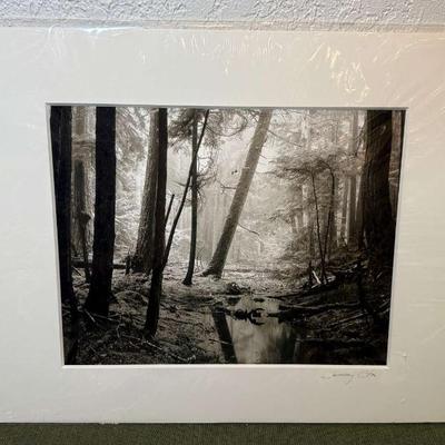 Jeffrey otis forest light"